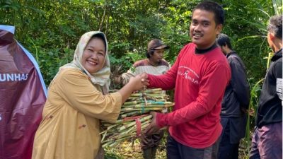 Rumput Gajah Varietas Unggul Inovasi Fakultas Peternakan Unhas Dibagikan Gratis ke Peternak