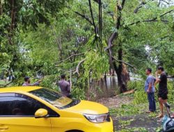 Lurah Daya Terjun Langsung Evakuasi Pohon Tumbang di Jalan Sanrangan