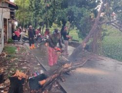 Gerak Cepat Satgas Panakkukang, Sterilisasi Pohon Tumbang di 2 Lokasi Berbeda