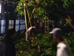 Lurah Berua Pimpin Proses Evakuasi Pohon Tumbang di Perumahan Telkomas